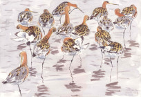 Black-tailed Godwits roosting on one leg