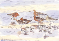 Dunlins, Black-tailed and Bar-tailed Godwits