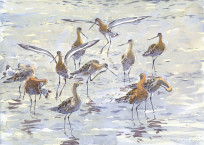 Black-tailed Godwits landing and preening