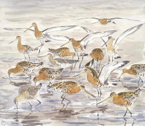 Black-tailed Godwits landing and actively feeding