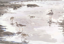 Redshanks with chicks