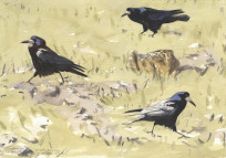 Feeding Rooks and a resting Hare