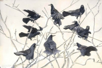 Rooks calling and posturing