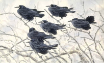 Rooks in strong winds and showers