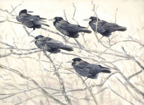 Rooks during a westerly gale