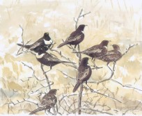 Migrant Ring Ouzels