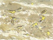 Yellow Wagtails on spring migration