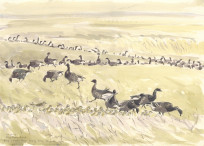 Brent Geese and Golden Plover, Cley Eye