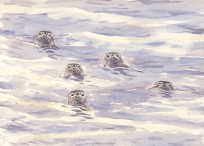 Inquisitive Common Seals