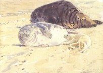 Grey Seal Pup suckling