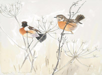 Stonechats in blustery wind