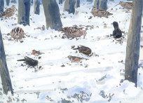Woodcocks in the snow