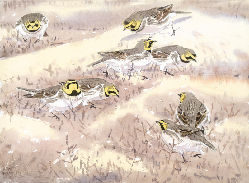 Shore Larks, Holkham Bay