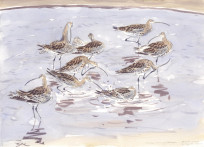 Curlews washing and preening