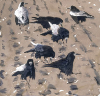 Rooks backlit showing mirror-like plumage