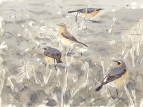 Greenland Wheatears feeding on St. Mark’s Flies