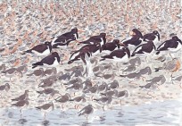 Wash Waders at high tide