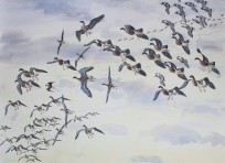 Pinkfeet whiffling