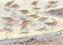 Godwits & Redshanks