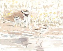 Little Ringed Plover brooding small chicks