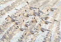 Pinkfeet and Lapwings in frost