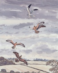Montagu's Harrier food pass