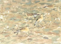 Wheatears Foraging