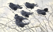 Rooks on a windy day