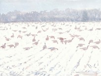 Pinkfeet in blizzard