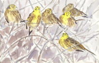 Yellowhammer flock