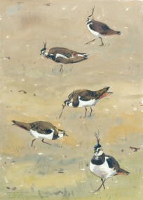 Winter Lapwings