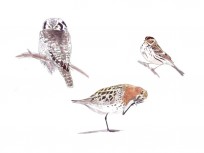 Selected sketches from 'Arctic Flight'