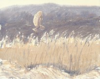 Barn Owl hovering
