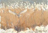 Barn Owl hunting