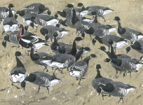 Red-breasted Goose with Brent flock No.1