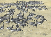 Red-breasted Goose with Brent flock 2