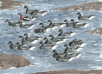 Red-breasted Goose with Brent flock No.4