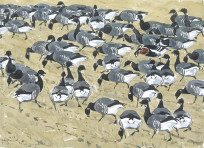 Red-breasted Goose with Brent flock 6
