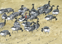 Red-breasted Goose with Brent flock