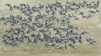 Red-breasted Goose, Pale-bellied Brent and Brant