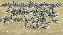 Red-breasted Goose with Brent flock No.9