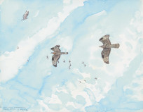 Honey Buzzards No.5