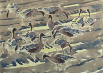 Backlit Pinkfeet