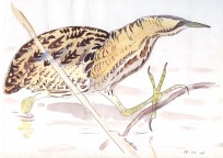 Bittern fishing