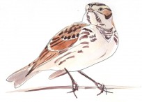 Lapland Bunting