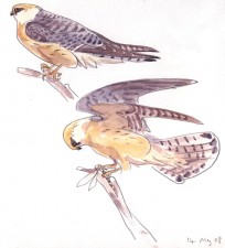 Red-footed Falcon