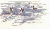 Grebes