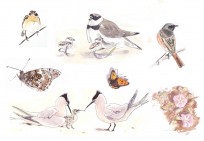 Various sketches from 'The Long, Wild Shore'