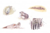 Various sketches from 'The Long, Wild Shore'