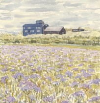 Lifeboat House and Sea-lavender